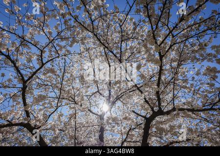 Cherry Blossom tree in Munich, Bavaria, Germany Stock Photo