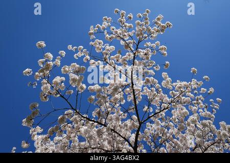 Cherry Blossom tree in Munich, Bavaria, Germany Stock Photo