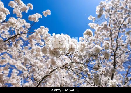 Cherry Blossom tree in Munich, Bavaria, Germany Stock Photo