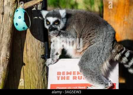 London, UK. 8th Apr, 2025. Endangered Ring-tailed lemurs investigate carefully handcrafted pastel-coloured cardboard Easter eggs hiding cubes of sweet potato - Easter at ZSL London Zoo in Regent's Park. London Zoo keepers prepare Easter treats for animals with an assortment of seasonal surprises for the conservation zoo's lions, lemurs and meerkats. Credit: Guy Bell/Ģ����ý Live News Stock Photo