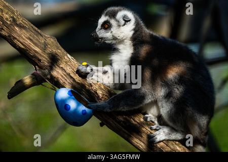London, UK. 8th Apr, 2025. Endangered Ring-tailed lemurs investigate carefully handcrafted pastel-coloured cardboard Easter eggs hiding cubes of sweet potato - Easter at ZSL London Zoo in Regent's Park. London Zoo keepers prepare Easter treats for animals with an assortment of seasonal surprises for the conservation zoo's lions, lemurs and meerkats. Credit: Guy Bell/Ģ����ý Live News Stock Photo