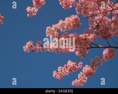 Vibrant Cherry Blossoms Against a Clear Blue Sky in Springtime Stock Photo
