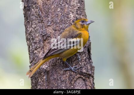 Baltimore Oriole in Costa Rica Stock Photo