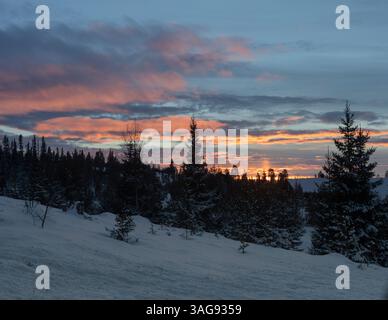 forest edge in winter, a sunbeam illuminates the pine trees on the edge of a winter forest Stock Photo