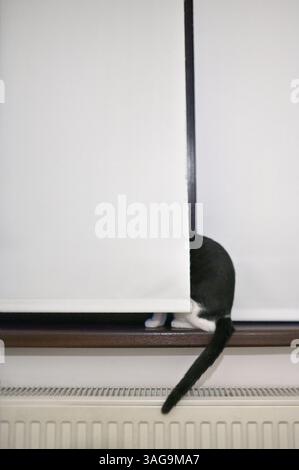 A cat is hiding behind the window blinds Stock Photo