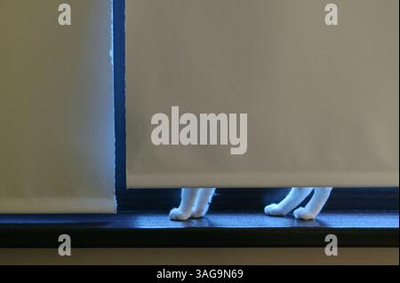 A cat is hiding behind the window blinds Stock Photo