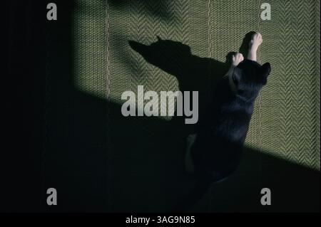 A Tuxedo black-and-white cat and shadow Stock Photo