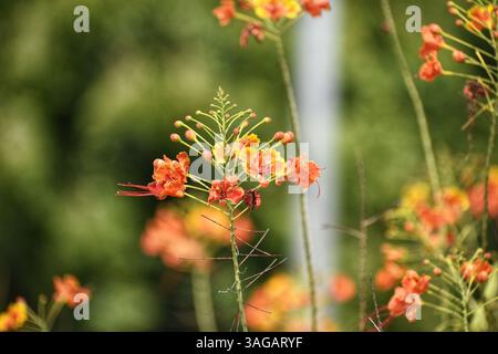 Caesalpinia Pulcherrima Flowers Blooming on Green Leaves Background. Caesalpinia Pulcherrima is a Fabaceae family flowering plant. Stock Photo