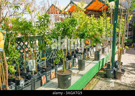Tavira, Portugal - April 7, 2025.  Close-up of small fruit trees in pots with tags at a plant nursery. Stock Photo