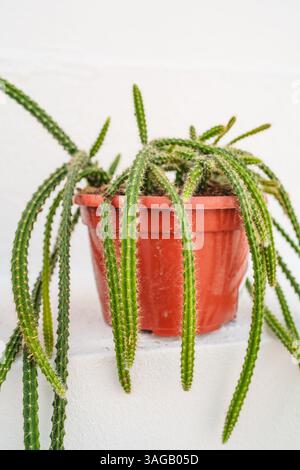 Aporocactus 'Sussex Flame' rat tail cactus with long trailing stems in a red pot. Stock Photo