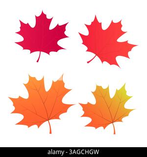 A set of four detailed maple leaves in vibrant autumn colors, isolated on a white background. Perfect for seasonal designs, nature-themed projects and Stock Vector