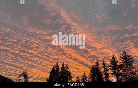 Fiery Sunset Sky Over the Treeline Stock Photo