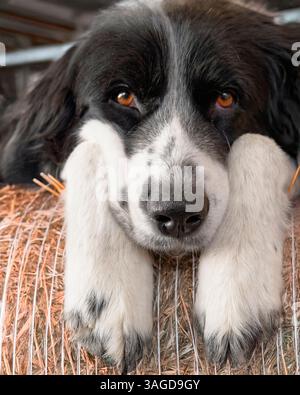 A Collie Herding Dog Resting on a Bale of Hay in a Barn Facing forward., New Jersey, USA Stock Photo
