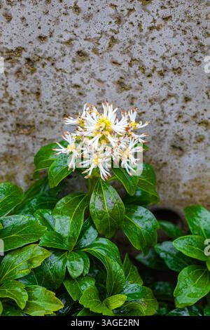 Spring flower with succulent green leaves against a concrete wall in Steveston Stock Photo