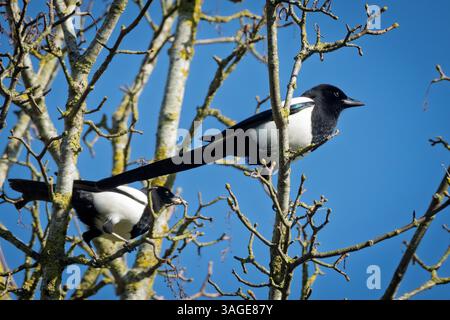 A pair of magpies in tree branches against a blue sky. Stock Photo