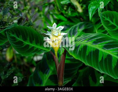 Calathea leaf. Calathea warscewiczii Stock Photo - Alamy