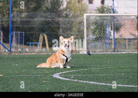 Cheerful corgi dog in harness sitting on artificial green turf in the center of a sports field. The dog looks at the camera with tongue out. Bright da Stock Photo