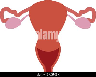 Female Reproductive System Outline, Vector Illustration Stock Vector ...