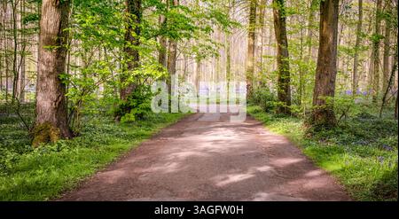 Path in Bluebells Forest in Belgium Stock Photo