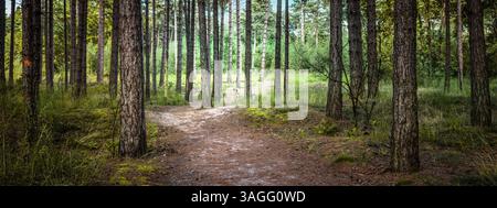 Panoramic View of Path near Trees in Dark Forest, Belgium. Stock Photo
