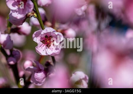 Closeup macro shot of beautiful rose peach blossom in spring Stock Photo