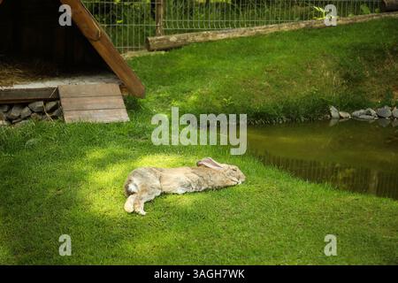 Sleeping Rabbit Outside Cute rabbit sleeping on grass at farm Stock Photo - Alamy