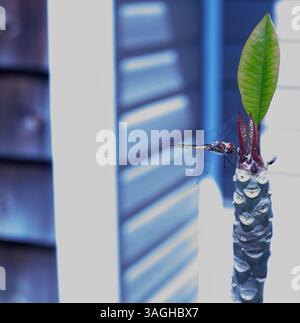 A dragonfly is a flying insect belonging to the infraorder Anisoptera below the order Odonata. About 3,000 extant species of dragonflies are known! Stock Photo