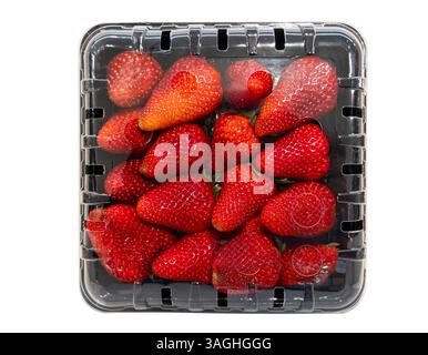 Ripe strawberries in black plastic box with clear lid for supermarket sale, isolated on white with clipping path included Stock Photo