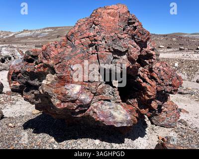 Painted Tree at Petrified National Forest Stock Photo