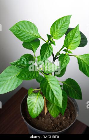 A flowering green seedling of young red pointed pepper growing in a black plastic pot. Placed on a sill illuminated by daylight Stock Photo
