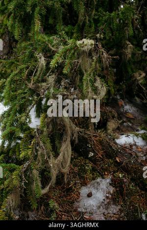 Moss and lichen in close-up on the branches of a fallen spruce. Stock Photo