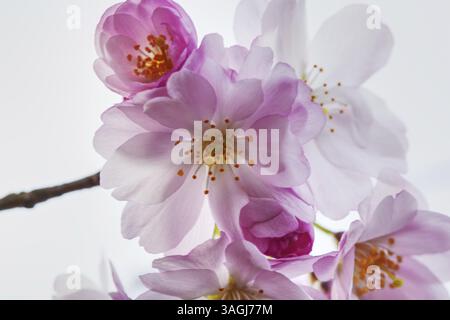 Close-up of Japanese ornamental cherry (Prunus serrulata) with delicate, soft petals, Siegen, North Rhine-Westphalia, Germany, Europe Stock Photo