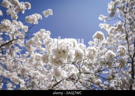 Cherry Blossom tree in Munich, Bavaria, Germany travel - Cherry Blossom tree - Munich - - - Germany - 2025 Stock Photo