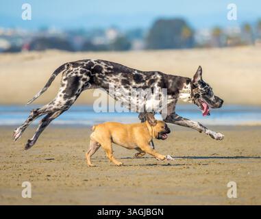 Harlequin Great Dane and French Bulldog run and play together on beach Stock Photo