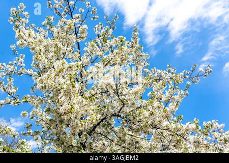 Yoshino cherry (Prunus x yedoensis) tree in bloom with blue sky in background Stock Photo