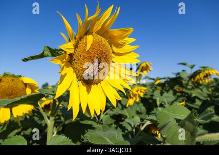 Butterfly on the sunflower Stock Photo