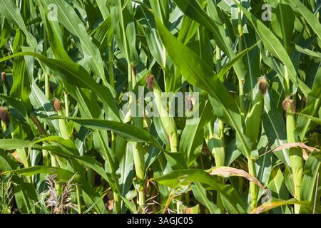 summer corn field close-up Stock Photo