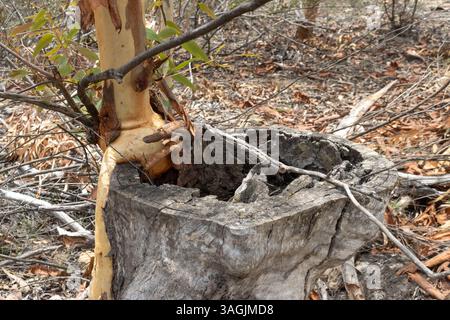 New tree growth in dead stump Stock Photo