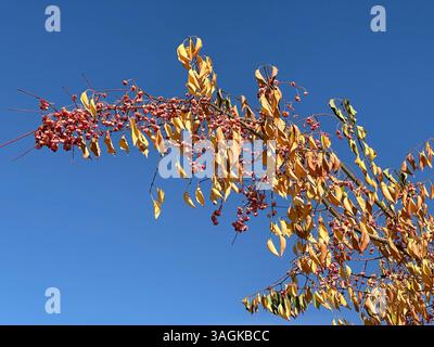 Autumn Tree with Colorful Leaves Stock Photo