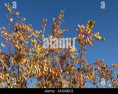 Autumn Tree with Colorful Leaves Stock Photo