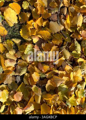 Vibrant autumn leaves create a stunning display of golden yellow textures on the ground. Stock Photo