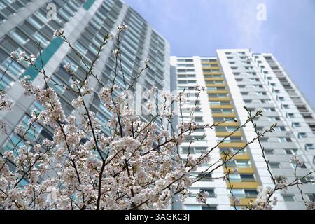 Ulsan City, South Korea - March 31st, 2025: Cherry blossom branches stretch upward against a backdrop of high-rise apartment buildings, capturing a bl Stock Photo