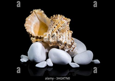 Studio shot of a Tutufa bubo shell nestled on smooth white stones, with a glossy reflection against a stark black background Stock Photo
