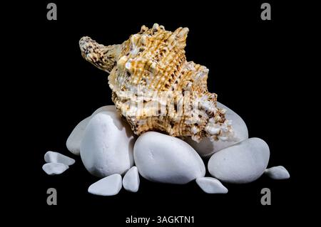Studio shot of a Tutufa bubo shell nestled on smooth white stones, with a glossy reflection against a stark black background Stock Photo