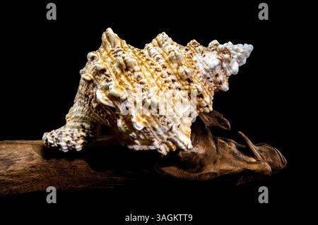 Studio shot of Tutufa bubo shell perched on weathered driftwood, showcasing its unique texture against a stark black background Stock Photo