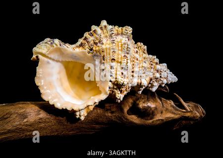 Studio shot of Tutufa bubo shell perched on weathered driftwood, showcasing its unique texture against a stark black background Stock Photo