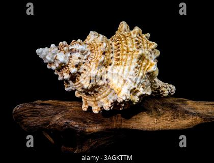 Studio shot of Tutufa bubo shell perched on weathered driftwood, showcasing its unique texture against a stark black background Stock Photo