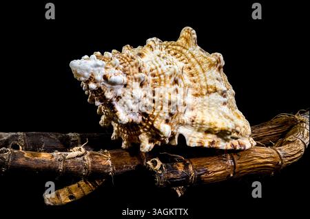 Studio shot of a Tutufa bubo shell resting on a textured branch, showcasing its intricate details against a stark black background Stock Photo