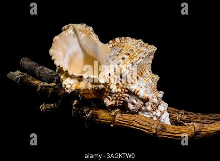 Studio shot of a Tutufa bubo shell resting on a textured branch, showcasing its intricate details against a stark black background Stock Photo