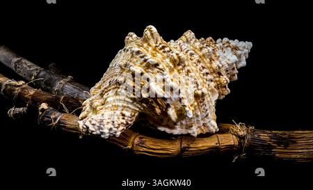 Studio shot of a Tutufa bubo shell resting on a textured branch, showcasing its intricate details against a stark black background Stock Photo